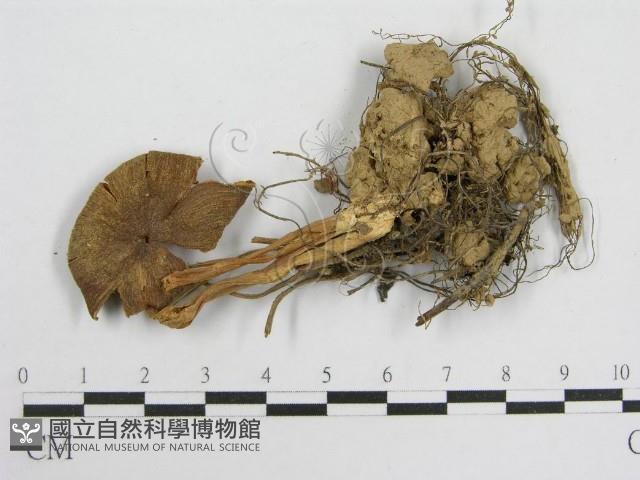 粉褶菌屬藏品圖，第1張