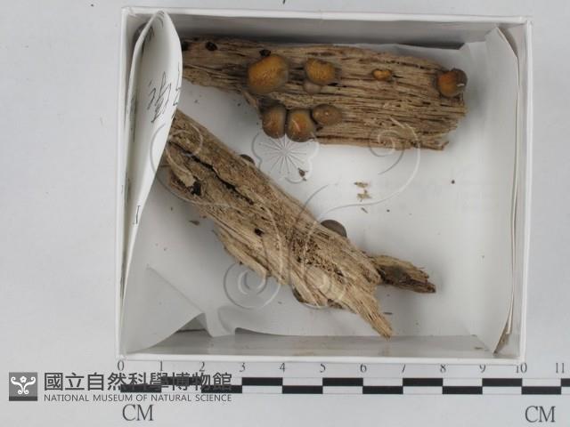 登錄號:F0015543藏品圖，第1張