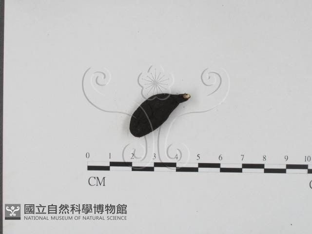 登錄號:F0009543藏品圖，第1張