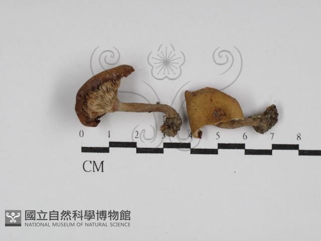 登錄號:F0023543藏品圖，第1張