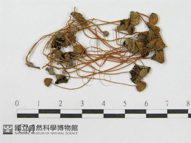 登錄號:F0003543藏品圖，第1張