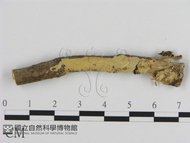 絲皮菌屬藏品圖，第1張