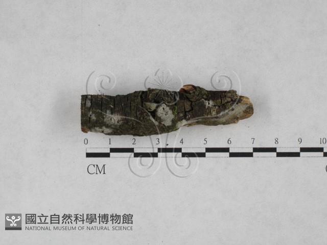 粗糙孢菌屬藏品圖，第1張