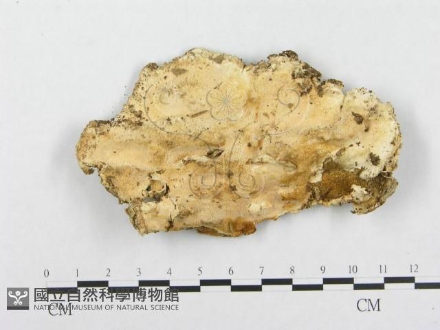 登錄號:F0008143藏品圖，第1張