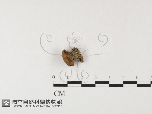 登錄號:F0026143藏品圖，第1張