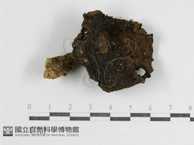 登錄號:F0016143藏品圖，第1張