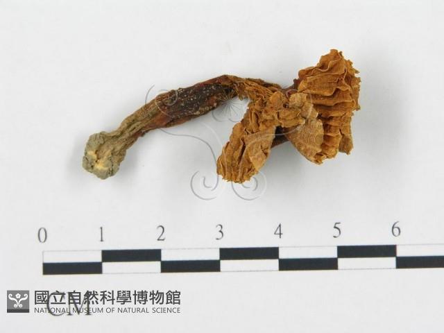 杯傘屬藏品圖，第1張