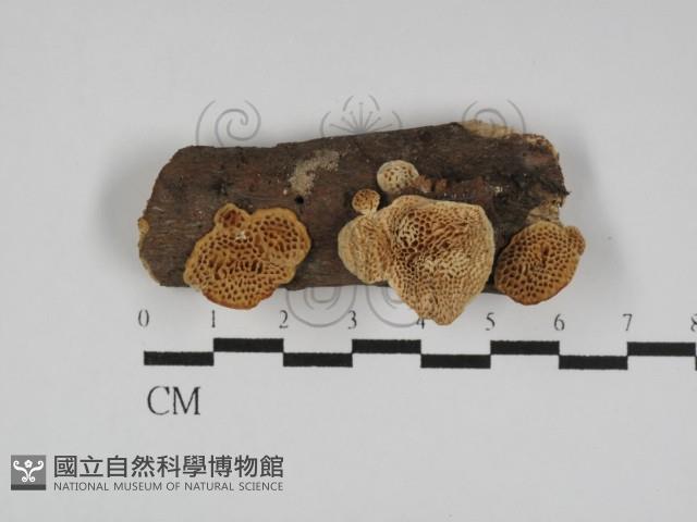 栓菌屬藏品圖，第1張