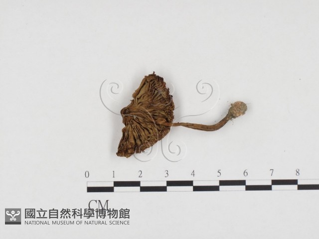 登錄號:F0024143藏品圖，第1張