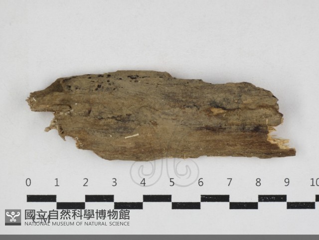 登錄號:F0034143藏品圖，第1張