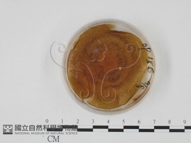登錄號:F0022143藏品圖，第1張