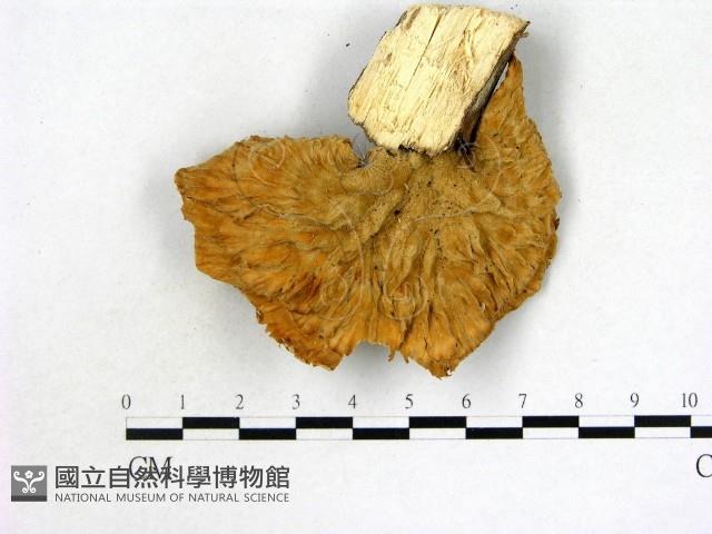 優雅波邊革菌藏品圖，第1張
