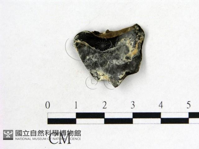 木耳屬藏品圖，第1張