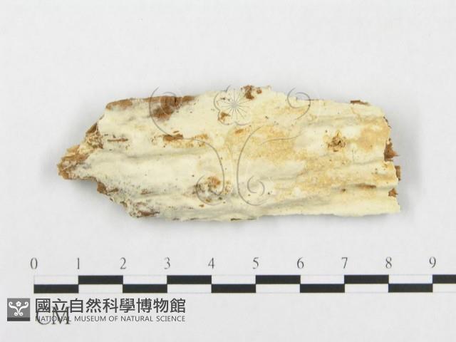 登錄號:F0007143藏品圖，第1張