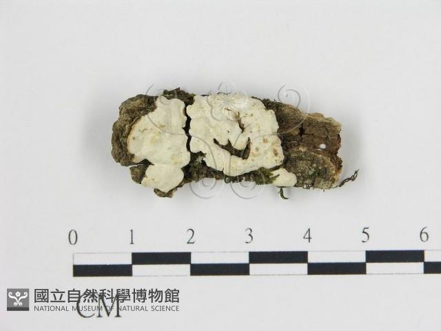 登錄號:F0017143藏品圖，第1張