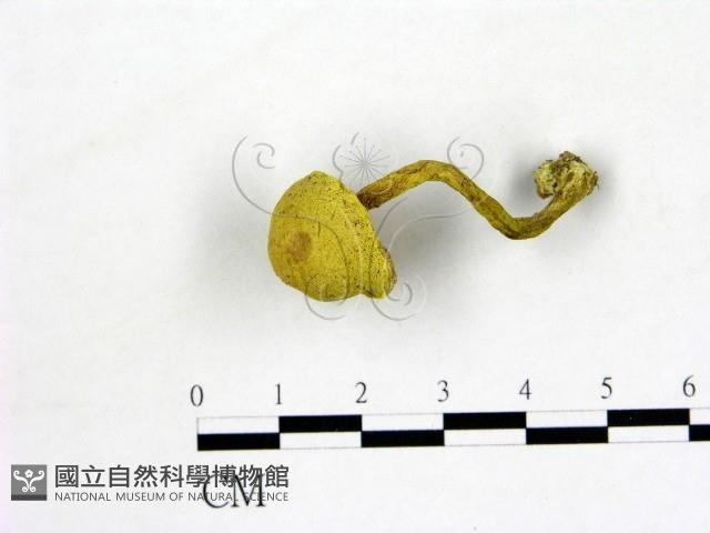 登錄號:F0005143藏品圖，第1張