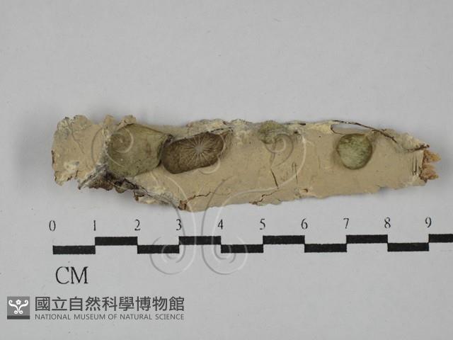 登錄號:F0029143藏品圖，第1張