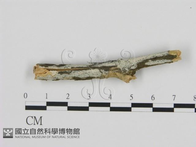 絲皮菌屬藏品圖，第1張