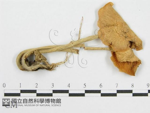 登錄號:F0013143藏品圖，第1張