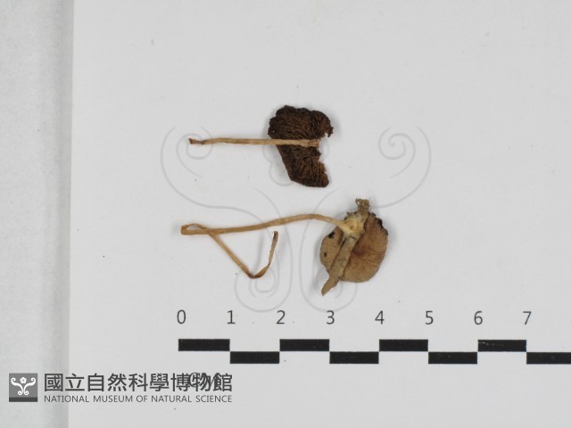 登錄號:F0033143藏品圖，第1張