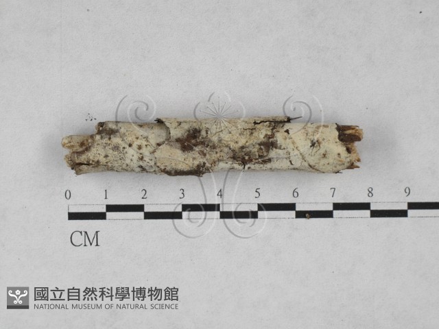 登錄號:F0028043藏品圖，第1張