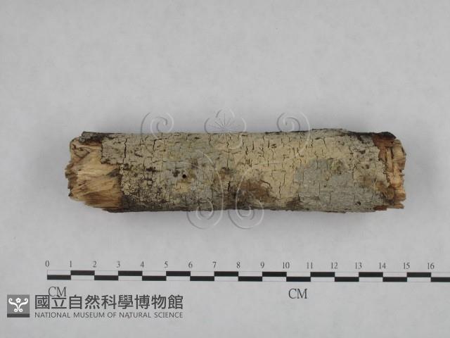登錄號:F0020043藏品圖，第1張