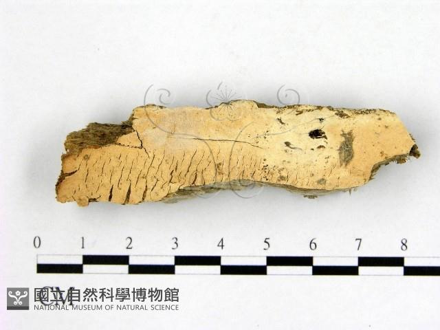 顯絲菌屬藏品圖，第1張