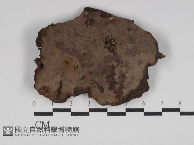 刺革菌屬藏品圖，第1張