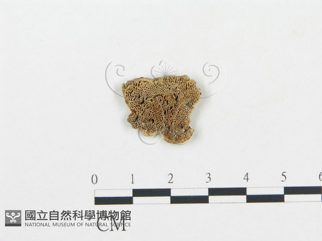 登錄號:F0006043藏品圖，第1張