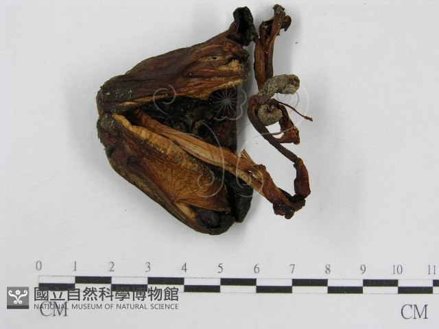 登錄號:F0016043藏品圖，第1張