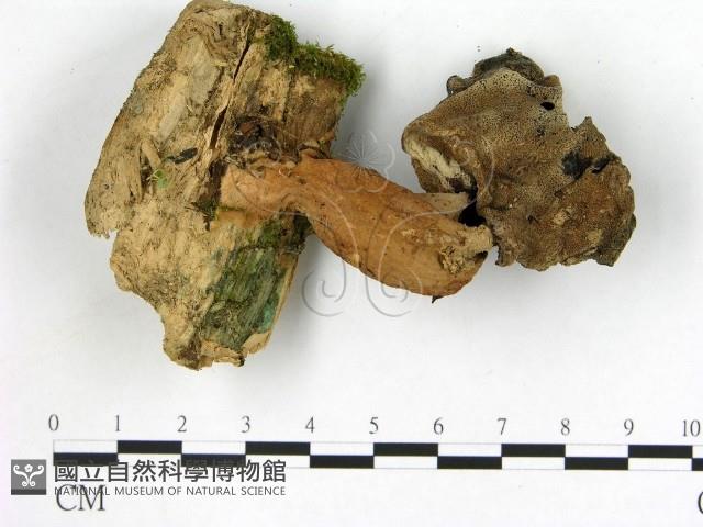 登錄號:F0021043藏品圖，第1張