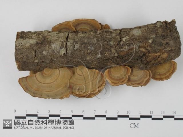 栓菌屬藏品圖，第1張