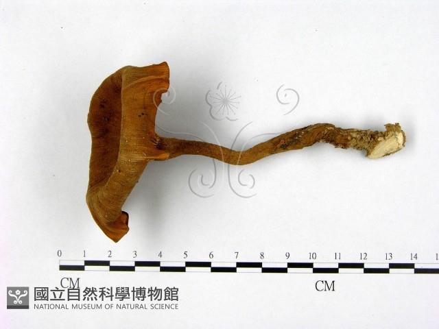 登錄號:F0011043藏品圖，第1張