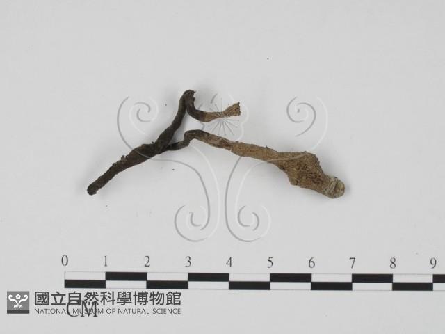 炭角菌屬藏品圖，第1張