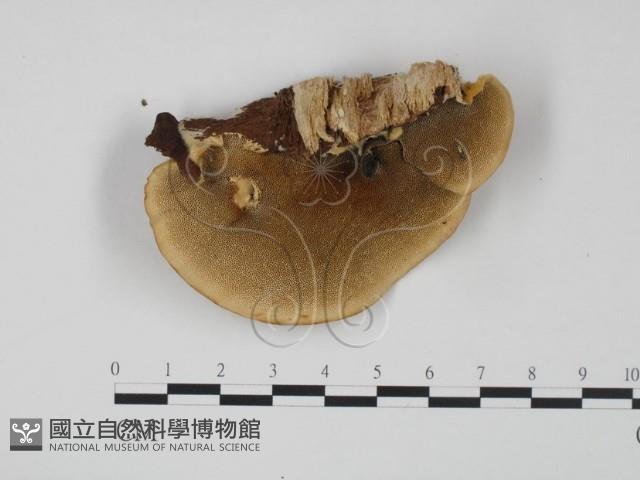 登錄號:F0014043藏品圖，第1張