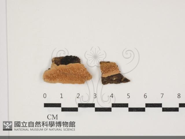 登錄號:F0034043藏品圖，第1張