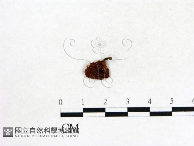 登錄號:F0022043藏品圖，第1張