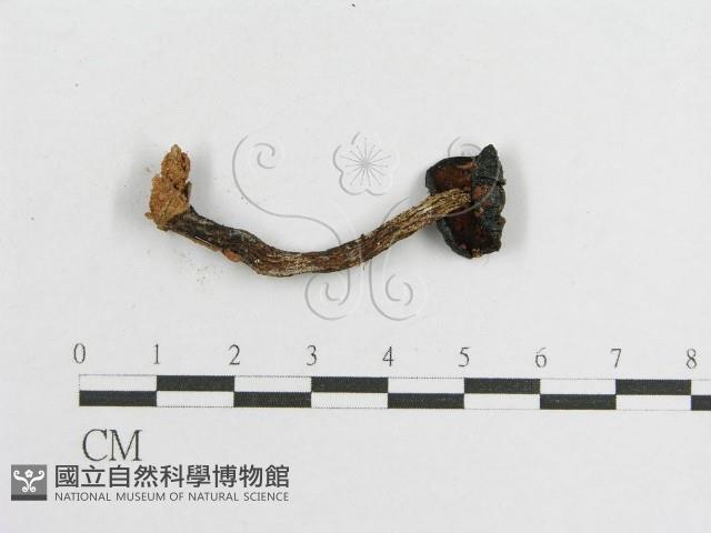 登錄號:F0002043藏品圖，第1張