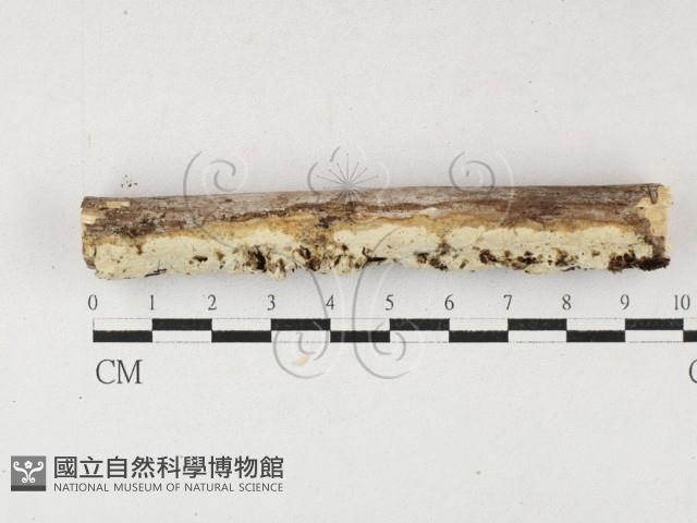 顯絲菌屬藏品圖，第1張