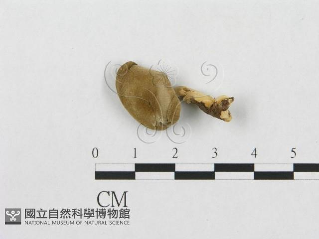 登錄號:F0007043藏品圖，第1張