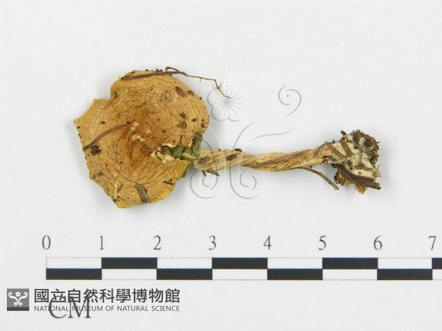 杯傘屬藏品圖，第1張