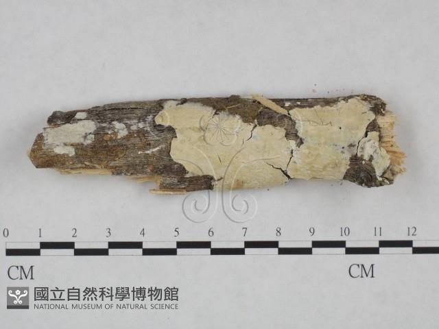 登錄號:F0025043藏品圖，第1張