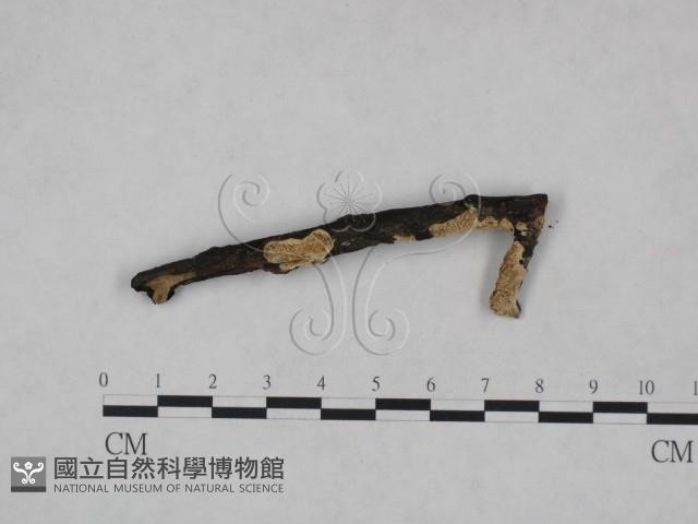 登錄號:F0005043藏品圖，第1張