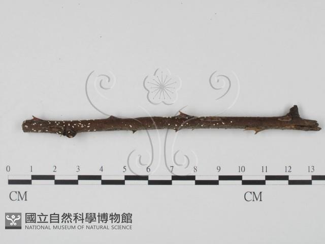 登錄號:F0015043藏品圖，第1張