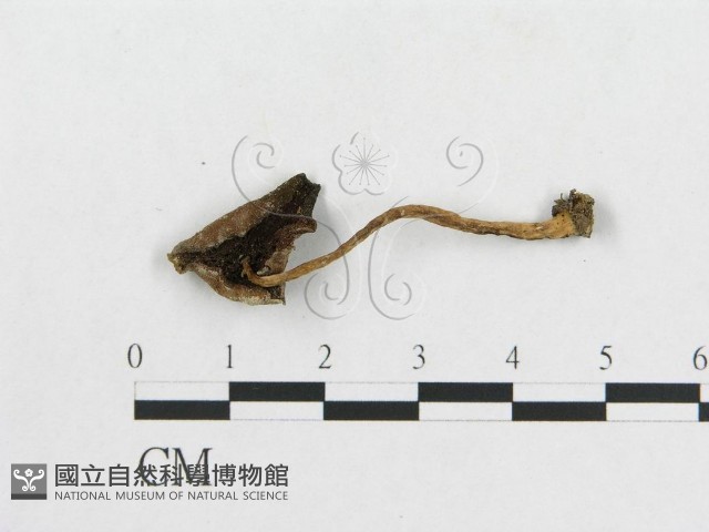 登錄號:F0003043藏品圖，第1張