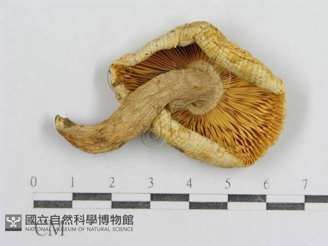 紅菇屬藏品圖，第1張