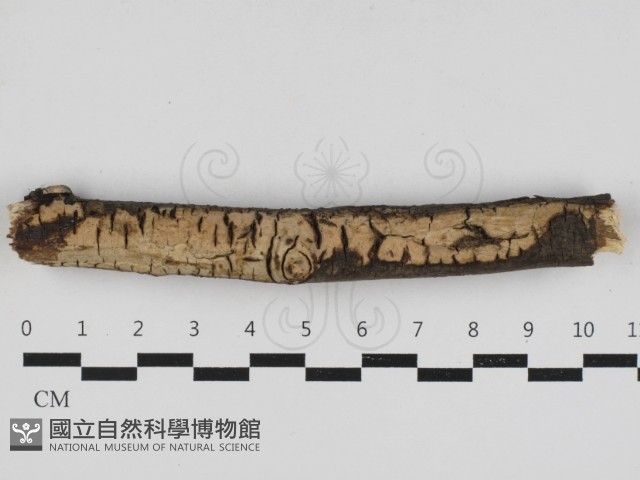 登錄號:F0033043藏品圖，第1張