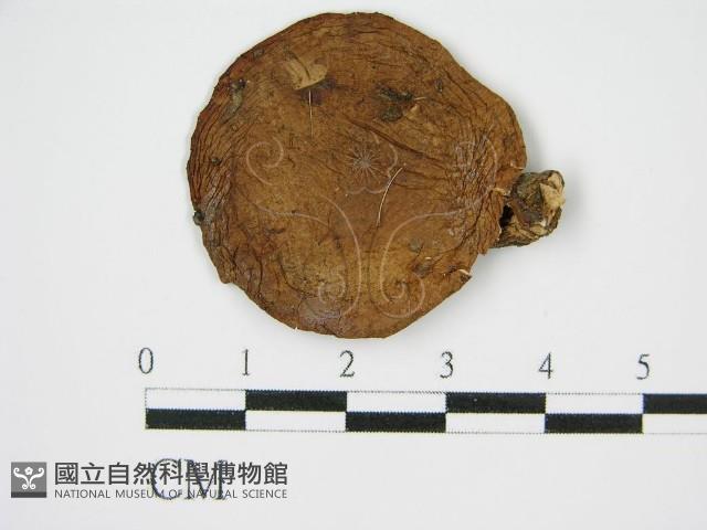 香菇	藏品圖，第1張