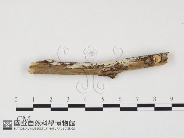 冇骨消絲齒菌藏品圖，第1張