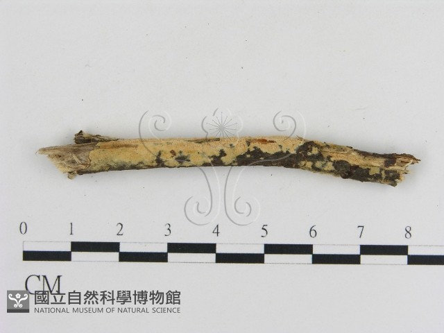 登錄號:F0010343藏品圖，第1張